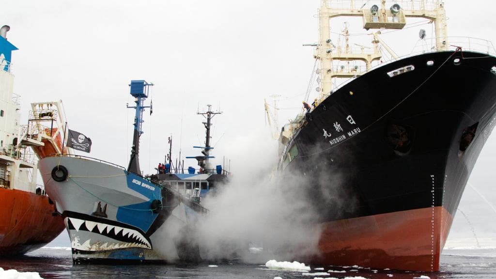 Sea Shepherd loses an information battle with the Japanese fishing industry  - Asia Power Watch